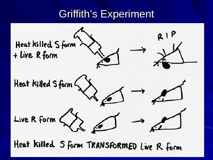   Griffith’s Experiment 