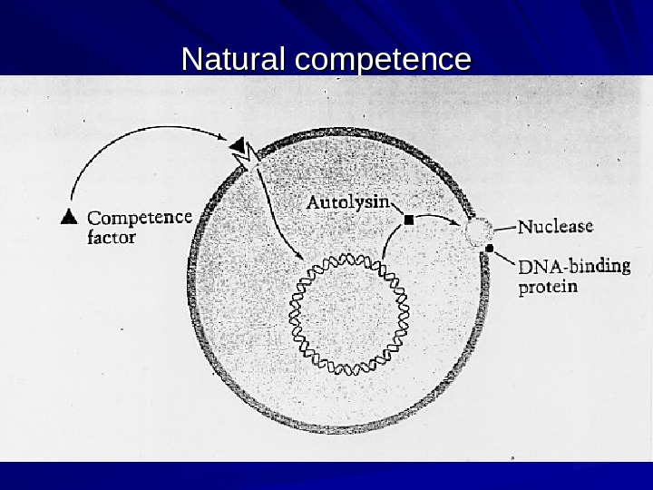   Natural competence 