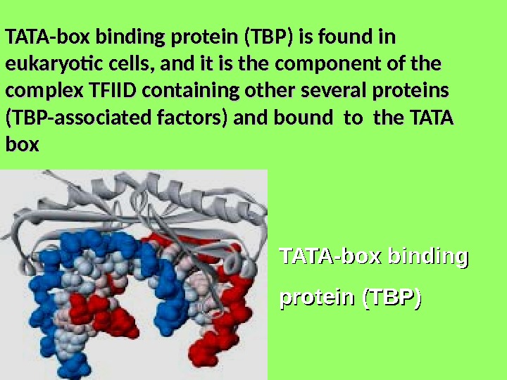TATA-box binding protein (TBP) is found in eukaryotic cells, and it is the component of the