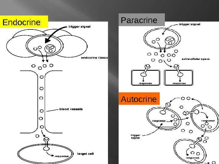 Endocrine Paracrine Autocrine 