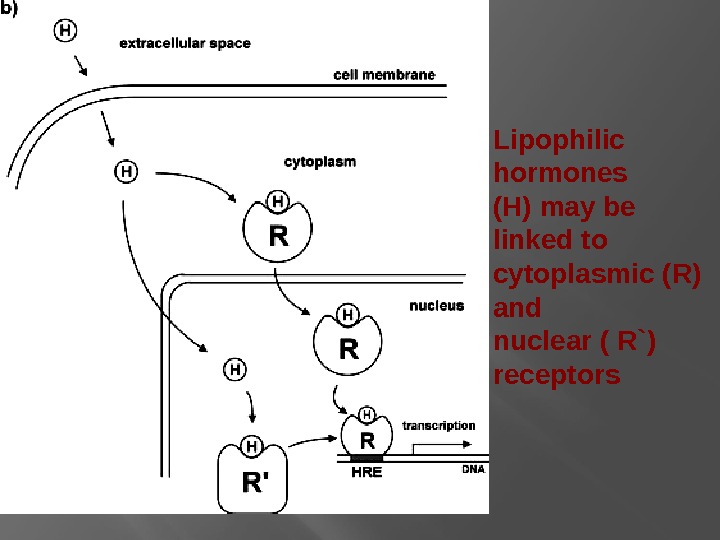 Lipophilic hormones (H) may be linked to cytoplasmic (R) and nuclear ( R`) receptors 