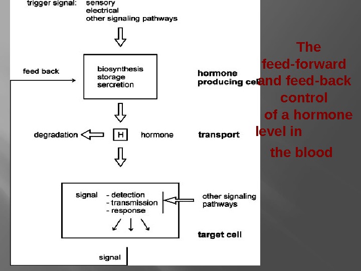 The feed-forward and feed-back control of a hormone level in    the blood 