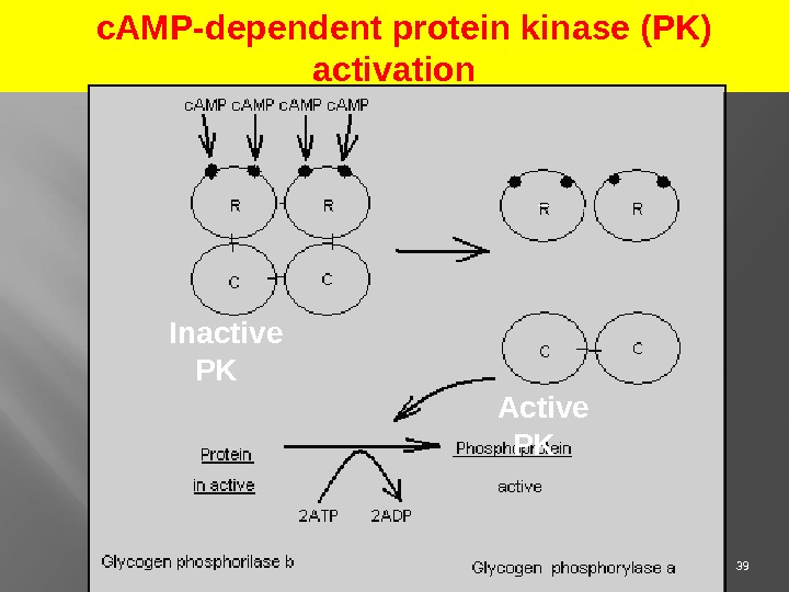 39 c. AMP-dependent protein kinase (PK) activation Inactive PK Active PK _ 