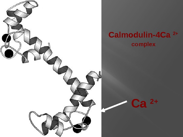 Calmodulin-4 Ca 2+  complex  Ca 2+ 
