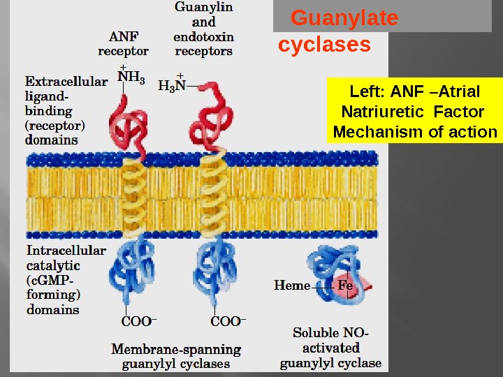 Guanylate cyclases Left: ANF –Atrial Natriuretic Factor Mechanism of action 