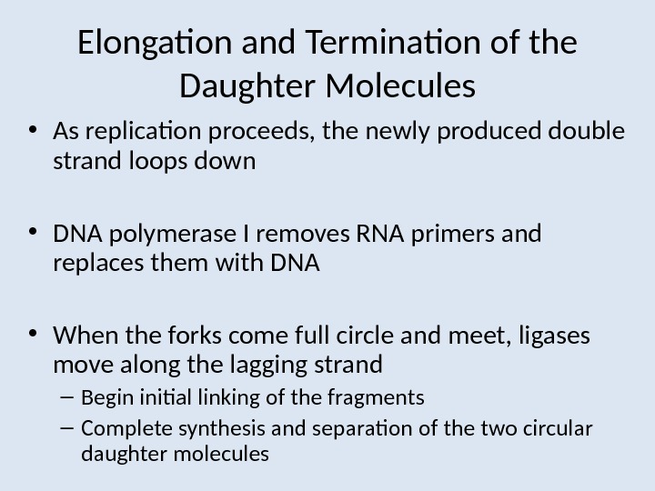 Elongation and Termination of the Daughter Molecules • As replication proceeds, the newly produced double strand