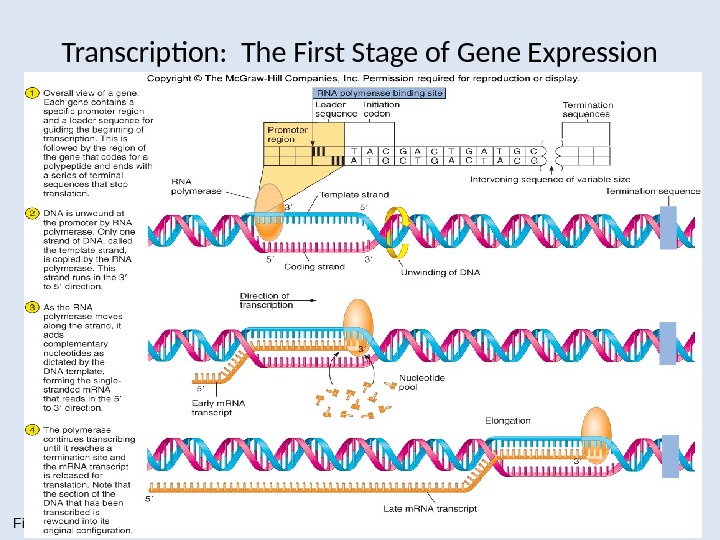Transcription:  The First Stage of Gene Expression Figure 9. 11 