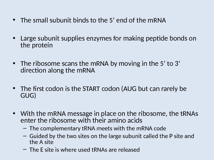  • The small subunit binds to the 5’ end of the m. RNA • Large