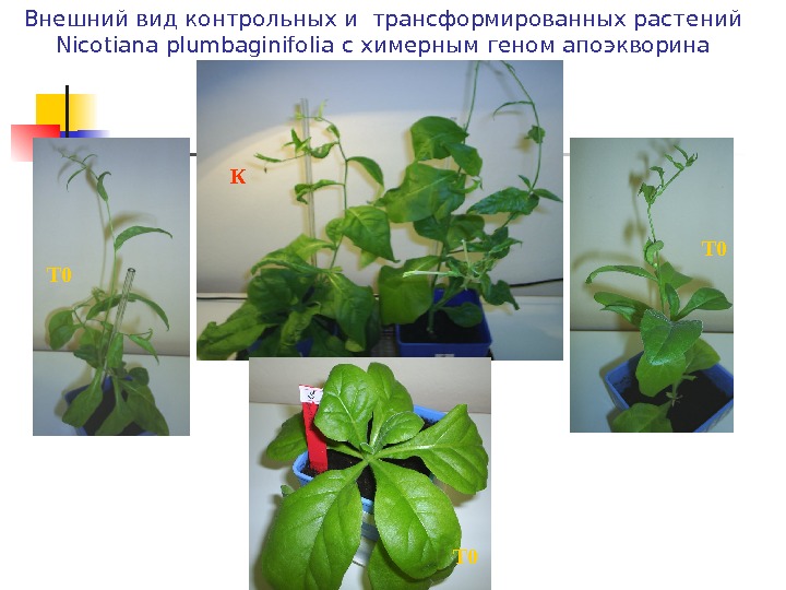 Внешний вид контрольных и трансформированных растений Nicotiana plumbaginifolia с химерным геном апоэкворина К T 0 T
