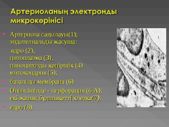  Артериола са ылауы(1); ң эндотелиальды жасуша:   ядро (2),  цитоплазма (3), пиноцитозды к