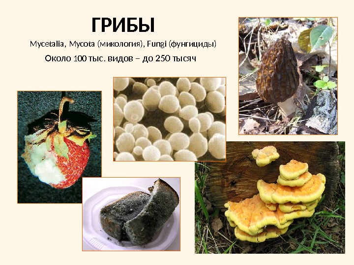 ГРИБЫMycetalia, Mycota ( микология),  Fungi (фунгициды)Около 100 тыс. видов – до 250 тысяч 