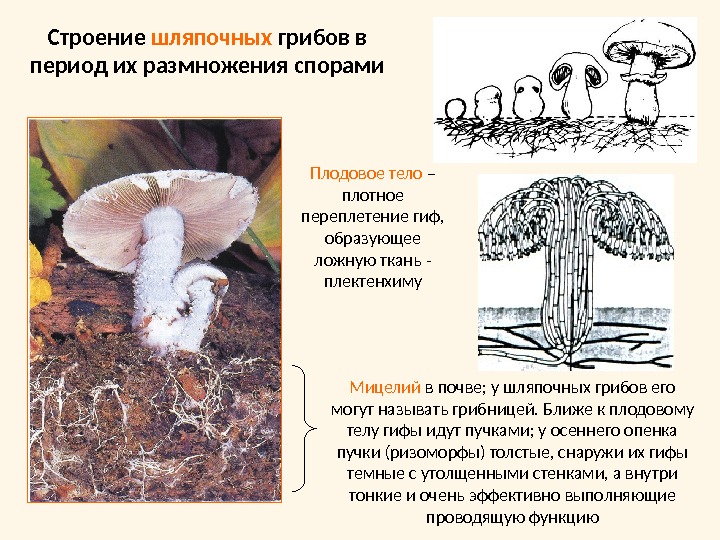 Строение шляпочных грибов в период их размножения спорамиМицелий в почве; у шляпочных грибов его могут называть