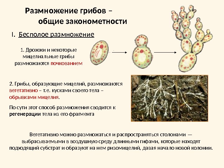 Размножение грибов –        общие законометностиI.   Бесполое размножение1.