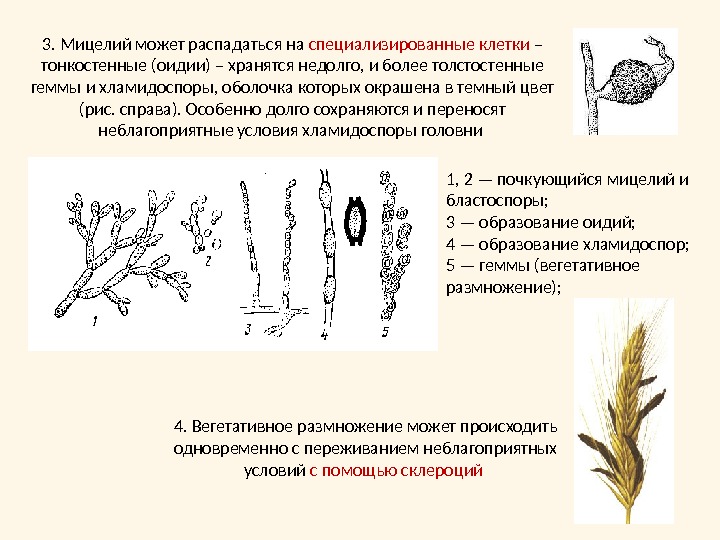 1, 2 — почкующийся мицелий и бластоспоры; 3 — образование оидий; 4 — образование хламидоспор; 5