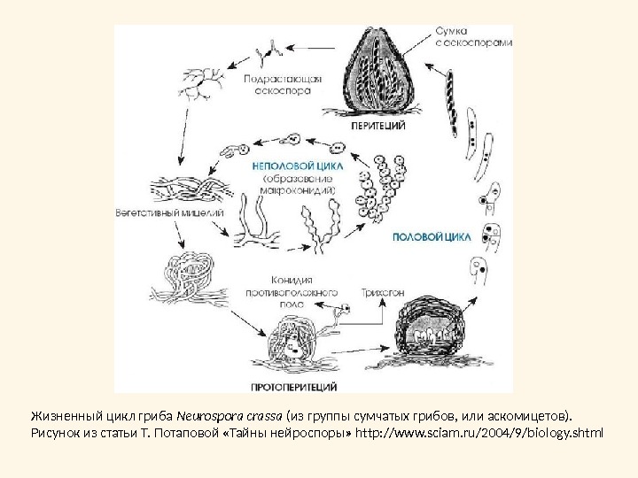 Жизненный цикл гриба Neurospora crassa (из группы сумчатых грибов, или аскомицетов). Рисунок из статьи Т. Потаповой