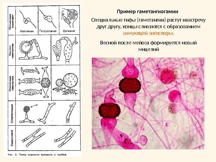Специальные гифы (гаметангии) растут навстречу друг другу, концы сливаются с образованием зимующей зигоспоры. Весной после мейоза