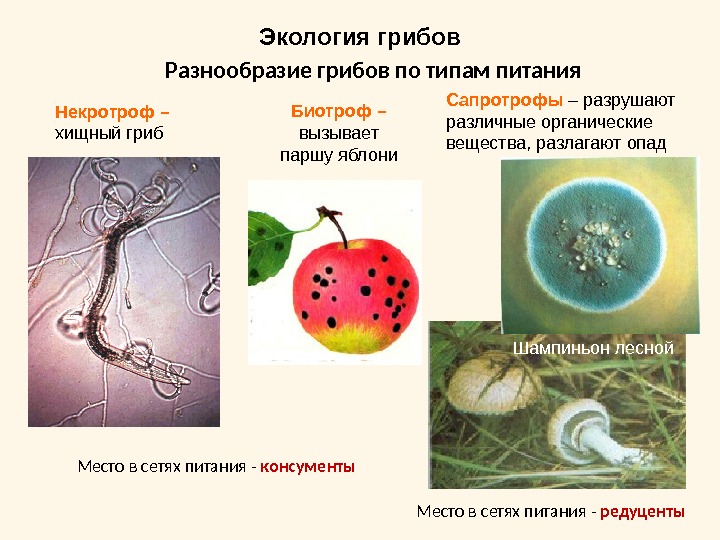 Разнообразие грибов по типам питанияНекротроф – хищный гриб Биотроф – вызывает паршу яблони Сапротрофы – разрушают