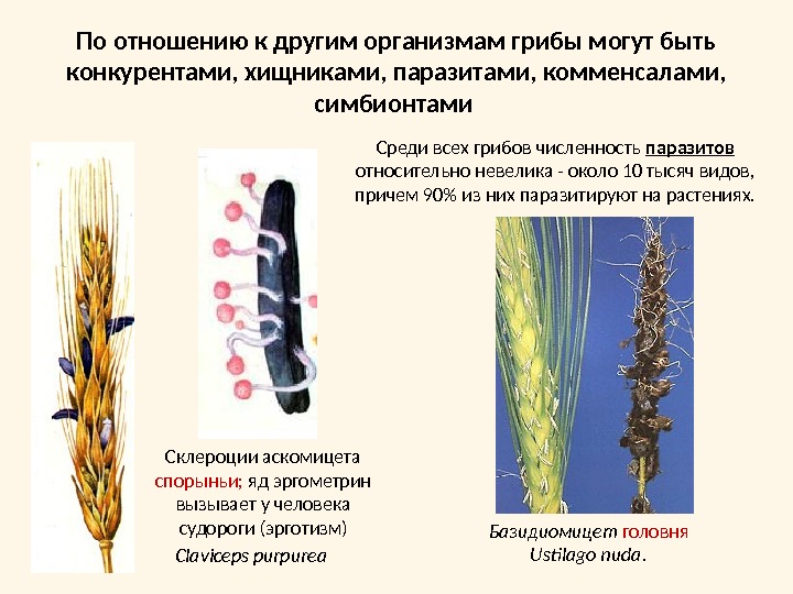 Среди всех грибов численность паразитов относительно невелика - около 10 тысяч видов, причем 90% из них