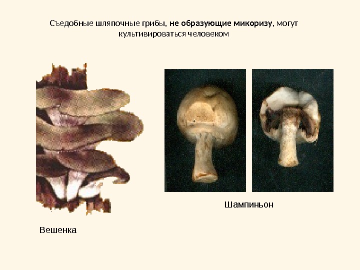 Съедобные шляпочные грибы,  не образующие микоризу , могут культивироваться человекомВешенка Шампиньон 
