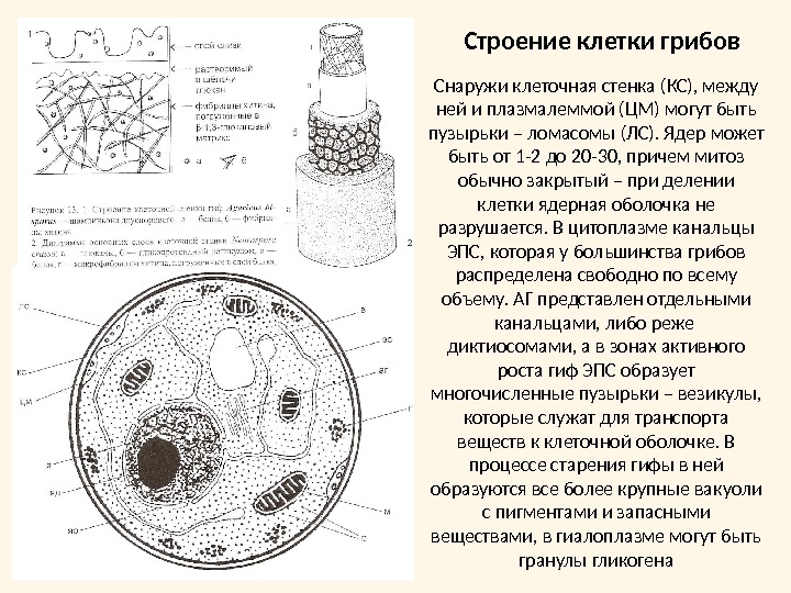 Строение клетки грибовСнаружи клеточная стенка (КС), между ней и плазмалеммой (ЦМ) могут быть пузырьки – ломасомы