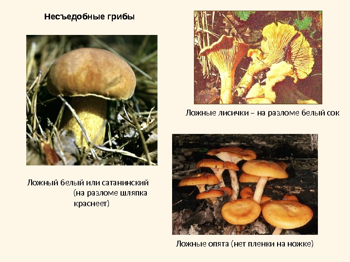 Несъедобные грибы Ложные опята (нет пленки на ножке)Ложный белый или сатанинский     