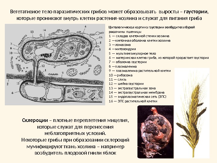 Цитологическая картина гаустории возбудителя бурой ржавчины пшеницы1 — складка клеточной стенки хозяина2 —клеточная оболочка клетки хозяина3