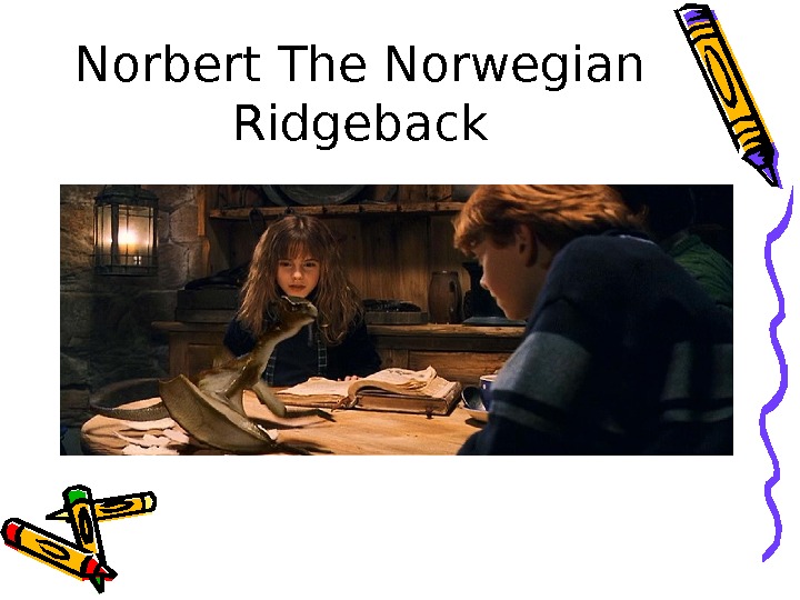 Norbert The Norwegian Ridgeback 