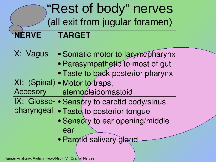 Human Anatomy, Frolich, Head/Neck IV:  Cranial Nerves “ Rest of body” nerves (all exit from