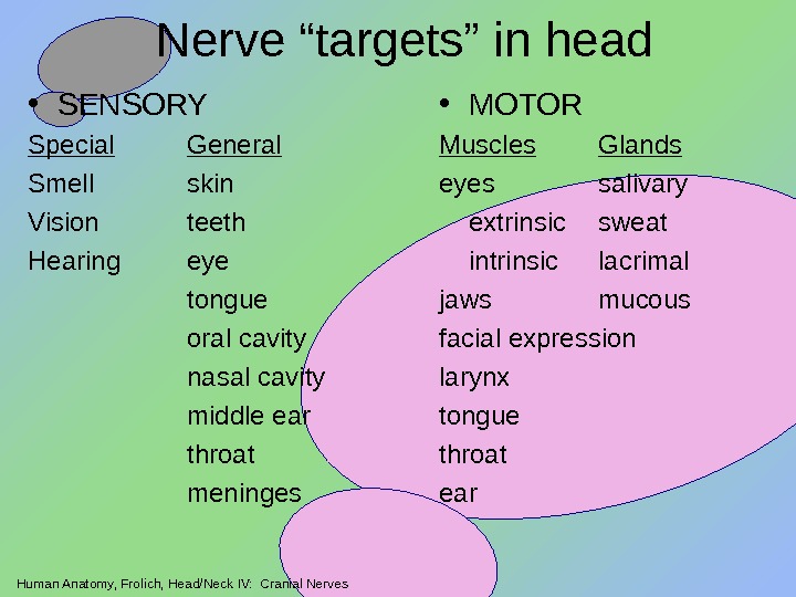 Human Anatomy, Frolich, Head/Neck IV:  Cranial Nerves Nerve “targets” in head • SENSORY Special General