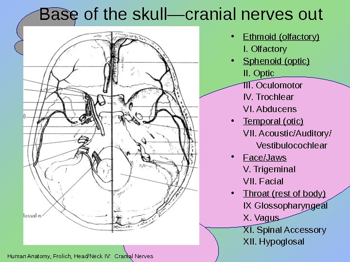 Human Anatomy, Frolich, Head/Neck IV:  Cranial Nerves Base of the skull—cranial nerves out • Ethmoid