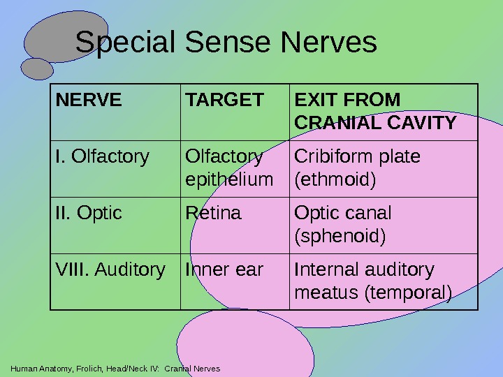 Human Anatomy, Frolich, Head/Neck IV:  Cranial Nerves Special Sense Nerves Internal auditory meatus (temporal)Inner ear.