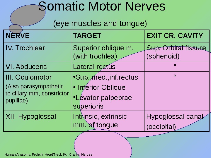 Human Anatomy, Frolich, Head/Neck IV:  Cranial Nerves Somatic Motor Nerves (eye muscles and tongue) 