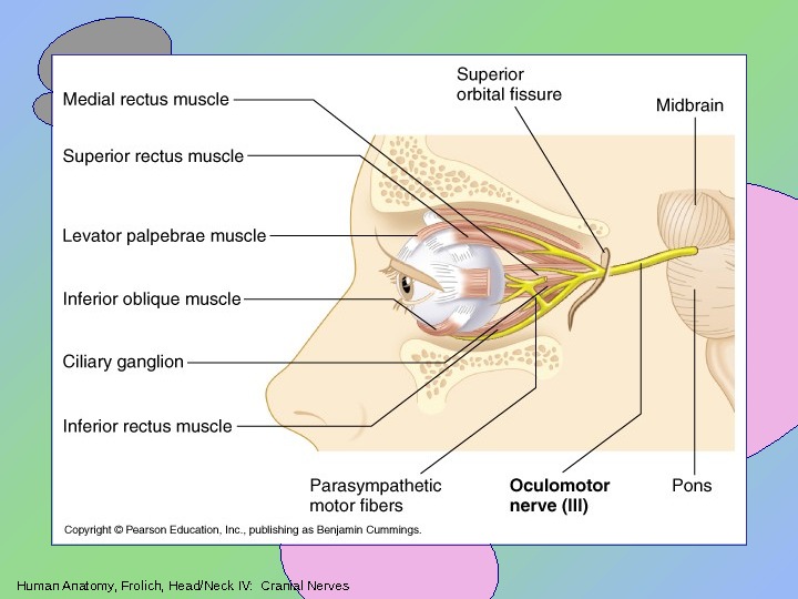 Human Anatomy, Frolich, Head/Neck IV:  Cranial Nerves 