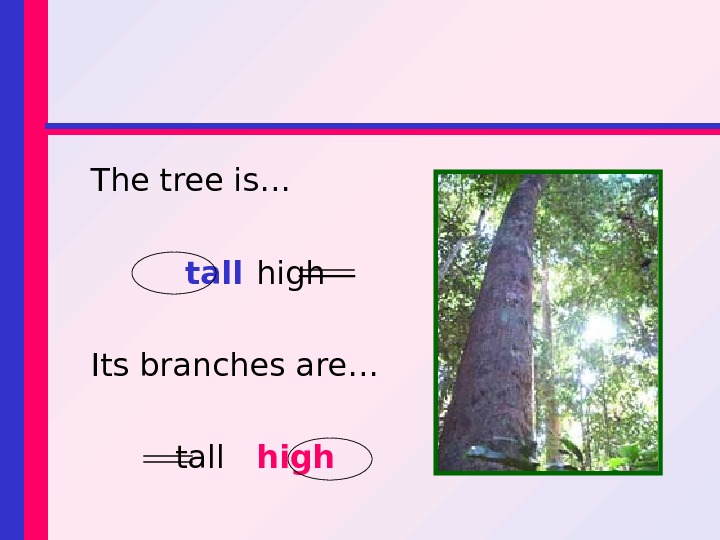 The tree is… tall high Its branches are… tall  high 