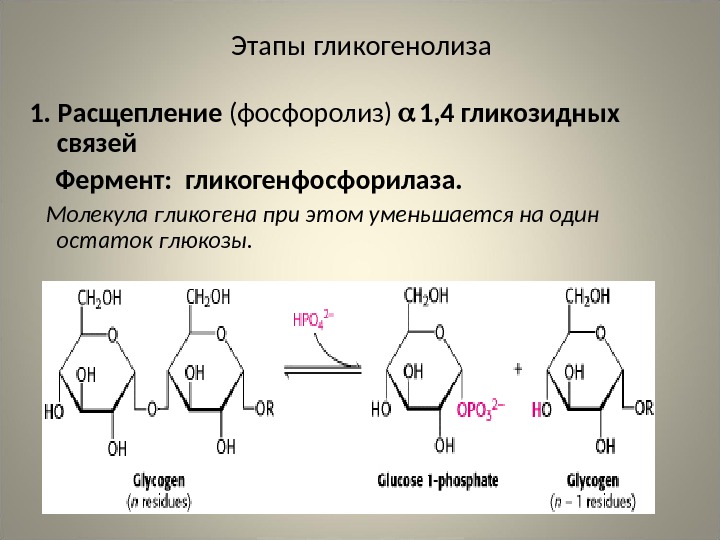 Этапы гликогенолиза 1. Расщепление (фосфоролиз)  1, 4 гликозидных связей Фермент :  гликогенфосфорилаза. Молекула гликогена