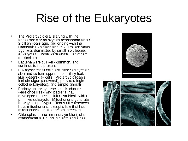   Rise of the Eukaryotes • The Proterozoic era, starting with the appearance of an