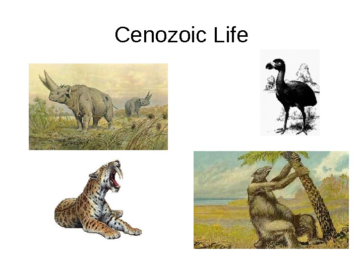   Cenozoic Life 