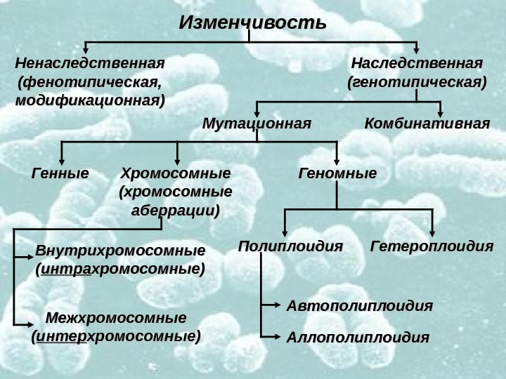   Изменчивость Ненаследственная (фенотипическая, модификационная) Наследственная (генотипическая) Мутационная Комбинативная Генные Хромосомные (хромосомные аберрации) Геномные Полиплоидия