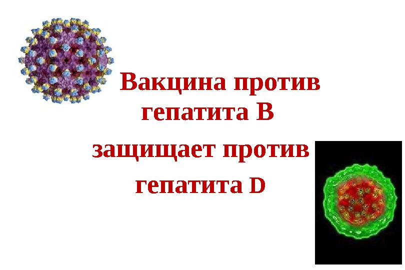 В  Вакцина против гепатита В  защищает против гепатита D 