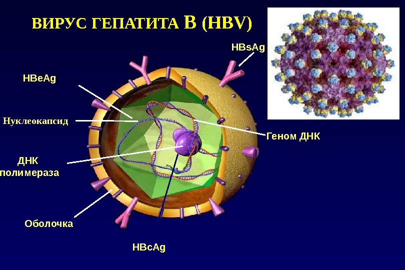 HB е Ag Нуклеокапсид ДНК полимераза Оболочка HB с Ag HBs. Ag Геном ДНКВИРУС ГЕПАТИТА В