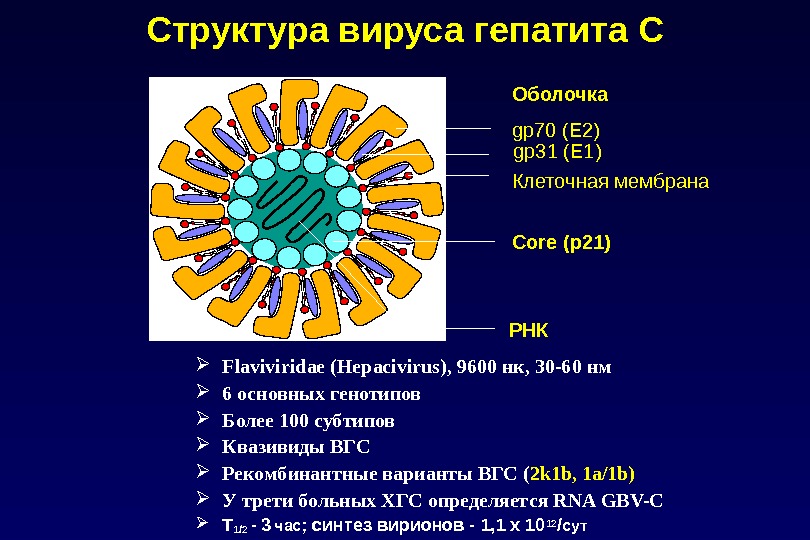 Структура вируса гепатита С Flaviviridae (Hepacivirus), 9600 нк, 30-60 нм 6 основных генотипов  Более 100