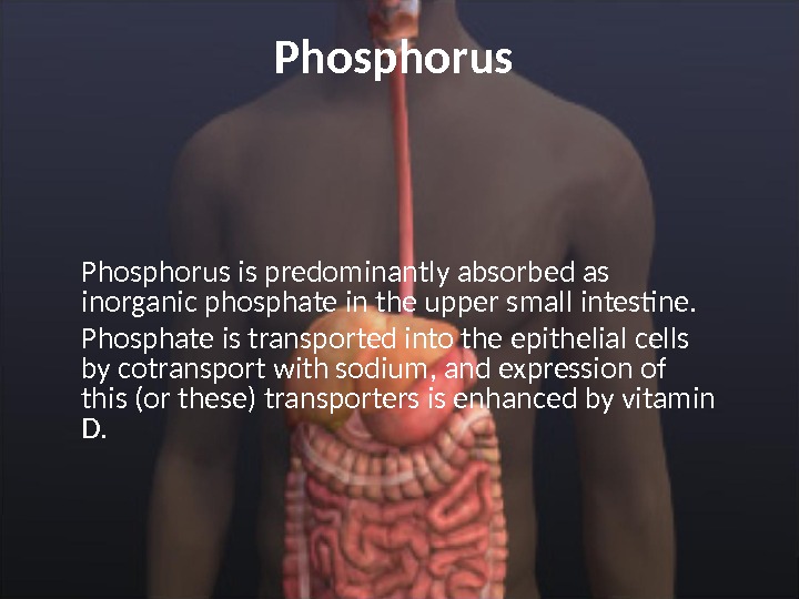 Phosphorus is predominantly absorbed as inorganic phosphate in the upper small intestine.  Phosphate is transported