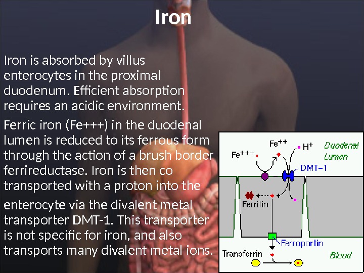 Iron is absorbed by villus enterocytes in the proximal duodenum. Efficient absorption requires an acidic environment.