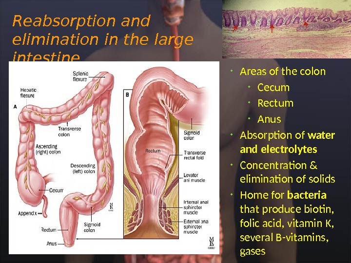 Reabsorption and elimination in the large intestine • Areas of the colon • Cecum  •