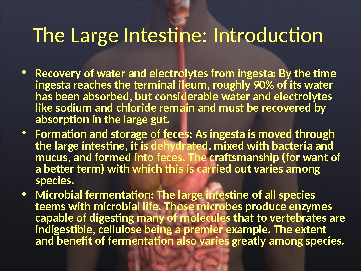 The Large Intestine: Introduction  • Recovery of water and electrolytes from ingesta: By the time