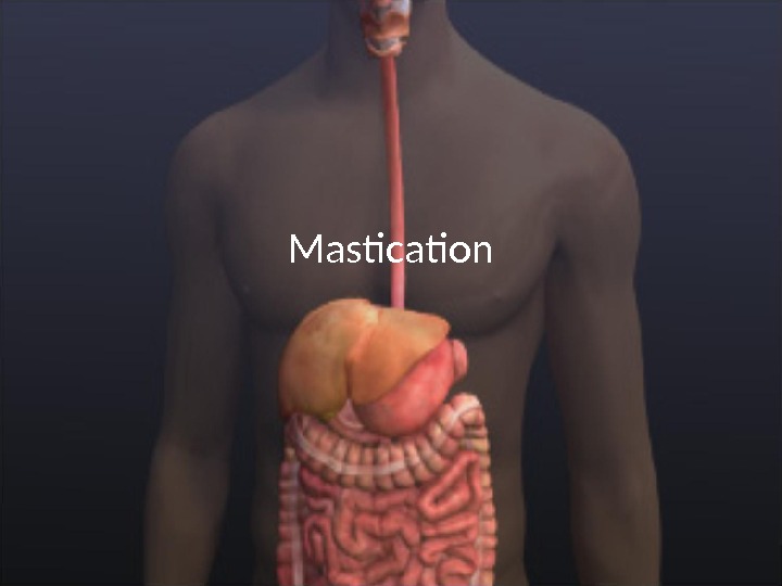 Mastication 