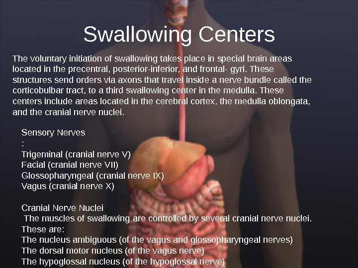 Swallowing Centers The voluntary initiation of swallowing takes place in special brain areas located in the