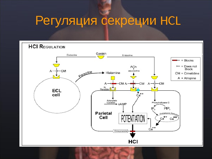  Регуляция секреции HCL 