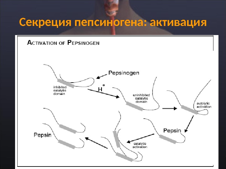 Секреция пепсиногена: активация 