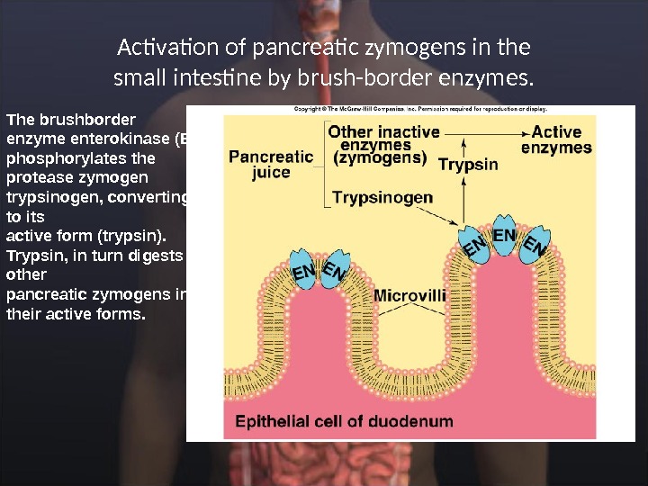 Activation of pancreatic zymogens in the small intestine by brush-border enzymes. The brushborder enzyme enterokinase (EN)